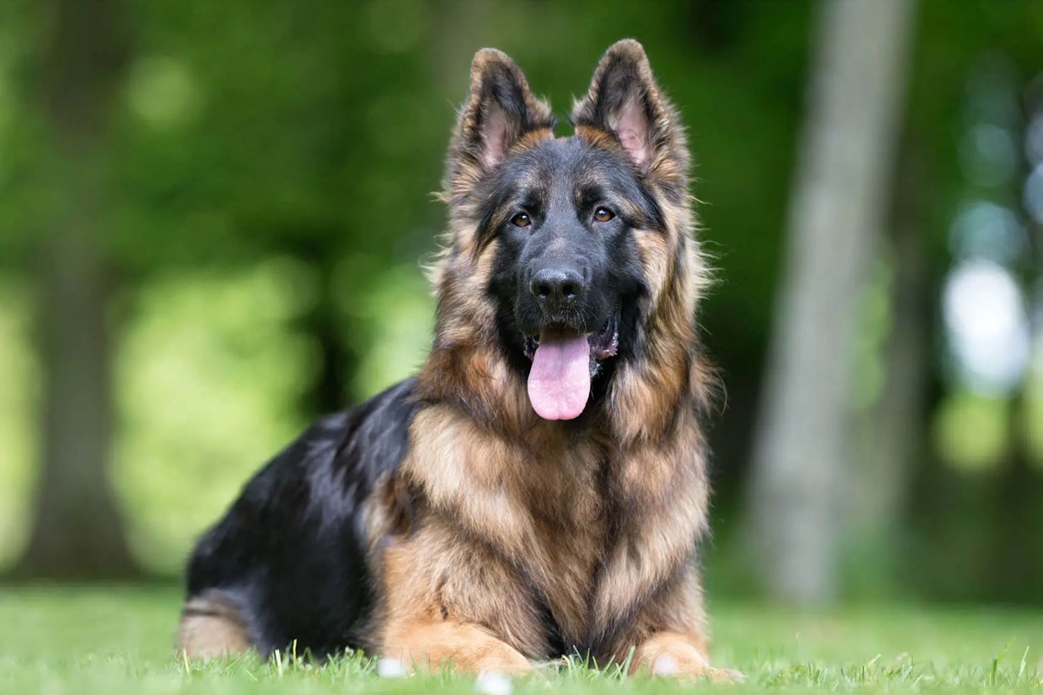 A King Shepherd dog